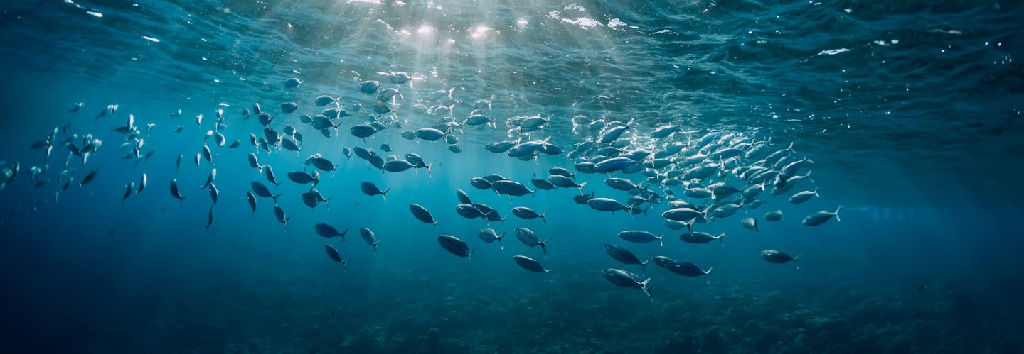 Celebriamo con gli studenti la Giornata Mondiale degli Oceani