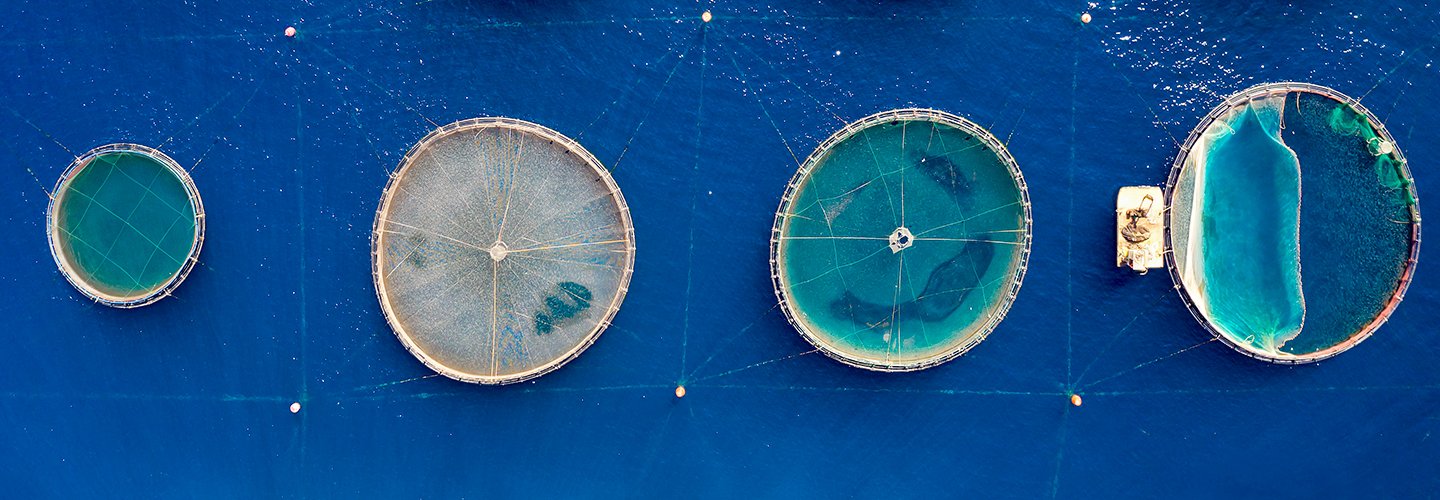 2022: Anno Internazionale della Pesca e dell'Acquacoltura